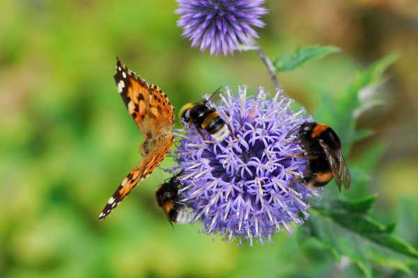 Gli insetti impollinatori