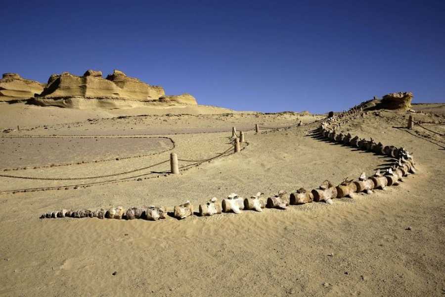 Egypt Tour packages Wadi El Hitan 2-Day Tour from Hurghada with Camping