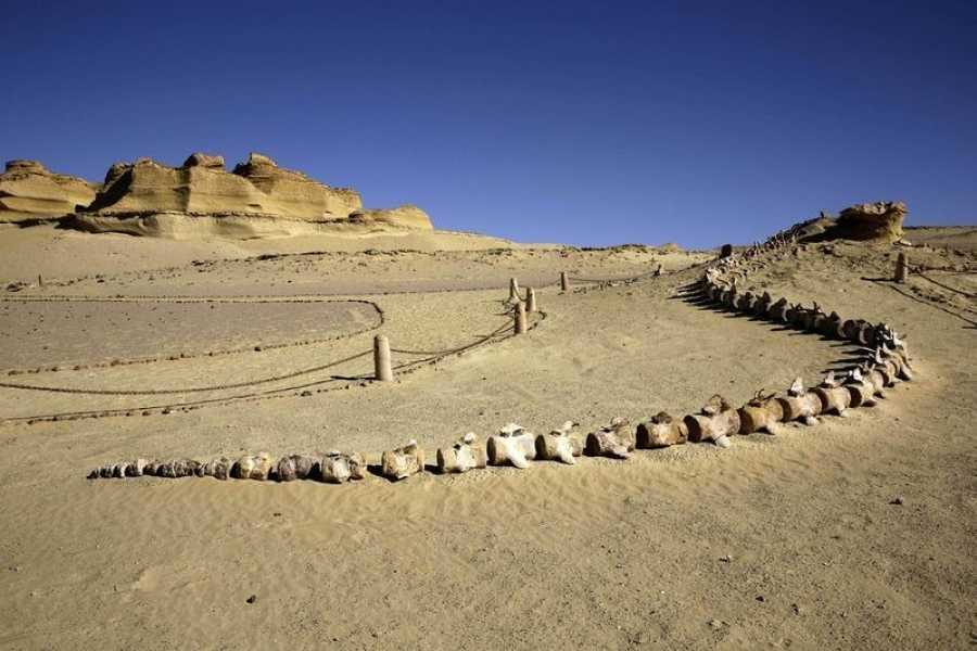 Marsa alam tours Wadi El Hitan 2-Day Tour from Hurghada | Desert Camping
