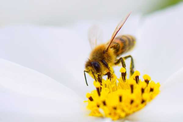 BEEoBlitz? Alla ricerca di api e fiori