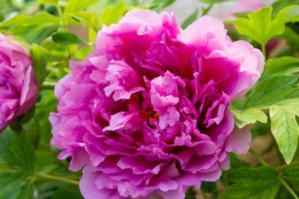 Walk, discover, and taste with IF - From flower to flower: Castel San Pietro in color