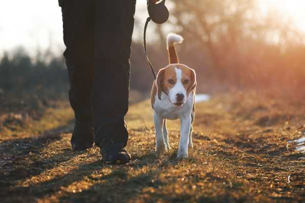 Speciale 4 Zampe: Tour nel Bosco Reale