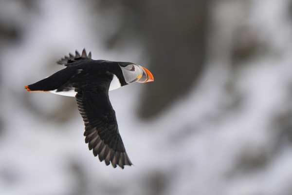 2 / Guided Birdwatching Tours to Hornoya