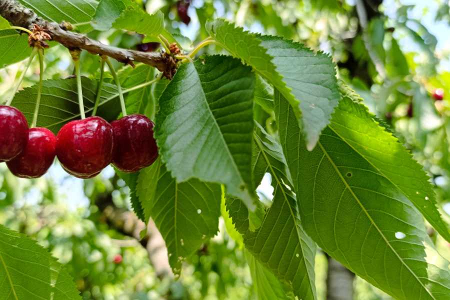 Modenatur Trekking: Evviva le Ciliegie