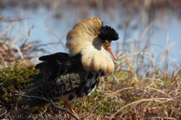 3 / Ruff Lekking