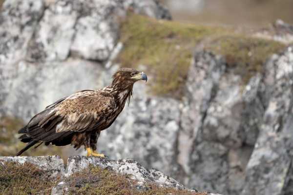 1 / White Tailed Eagle Hide (Summer from 1st of July)