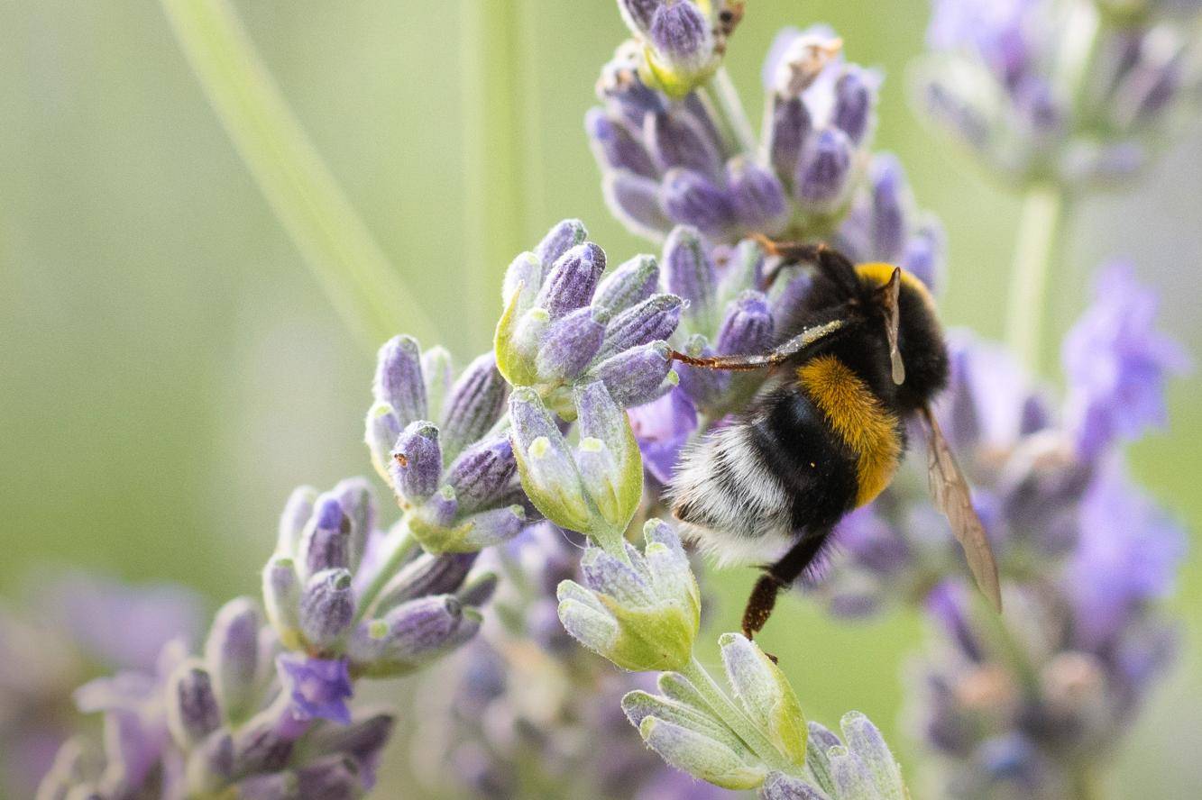 Le aromatiche amiche dei cinque sensi