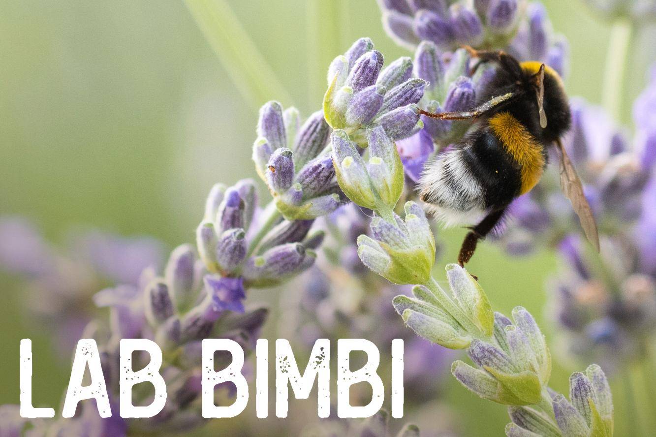 Le aromatiche amiche dei cinque sensi