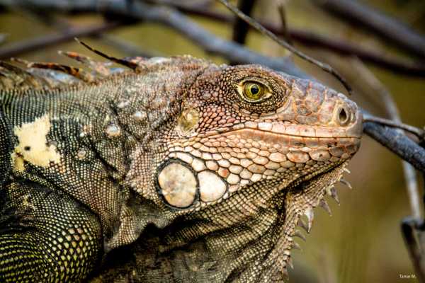 1-Day Corcovado Boat Tour: Sirena Station from Puerto Jimenez (Wildlife Watching)