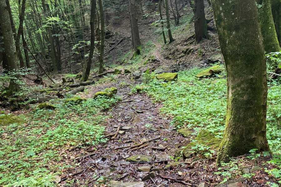 Modenatur Immersione Forestale - Modena Slow