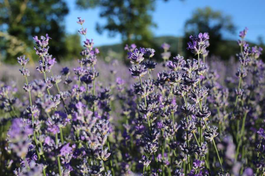 Modenatur Creazioni con la lavanda - Cimone Slow