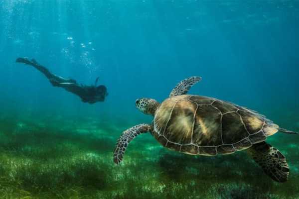 deluxe - Schnorcheln mit Wasserschildkr&ouml;ten und in Cenoten ab Riviera Maya & Tulum