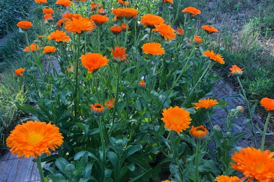 Modenatur Una passeggiata nel benessere: tra piante officinali, aromatiche ed infusi - Cimone Slow