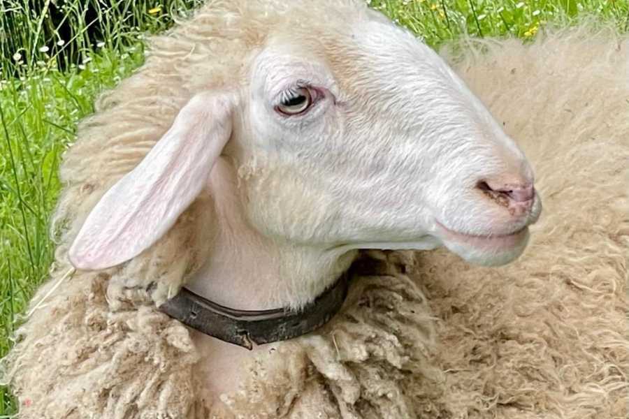 Modenatur Pastore per un giorno - Cimone Slow