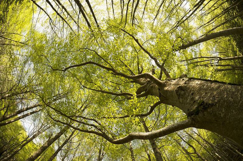 A spasso nel bosco andiamo - Conoscere i Parchi bolognesi