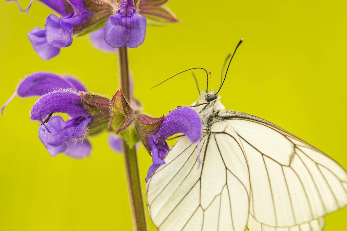 Biodiversi per Natura - Conoscere i Parchi bolognesi
