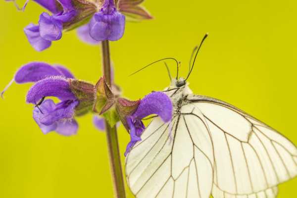 Biodiversi per Natura - Conoscere i Parchi bolognesi
