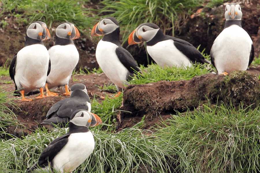 Dream Vacation Tours **11-DAY NEWFOUNDLAND DREAM TOUR**