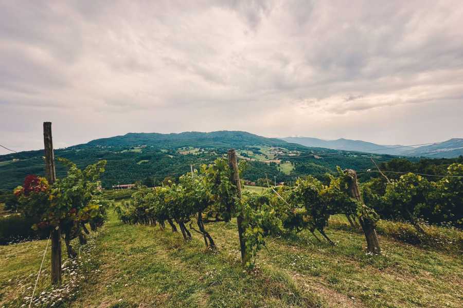 Modenatur Appuntamento in Cantina: degustazione alla Cantina Versante - Cimone Slow