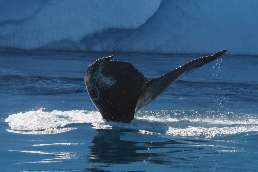 Diskobay Tours Ilimanaq Whale Watching