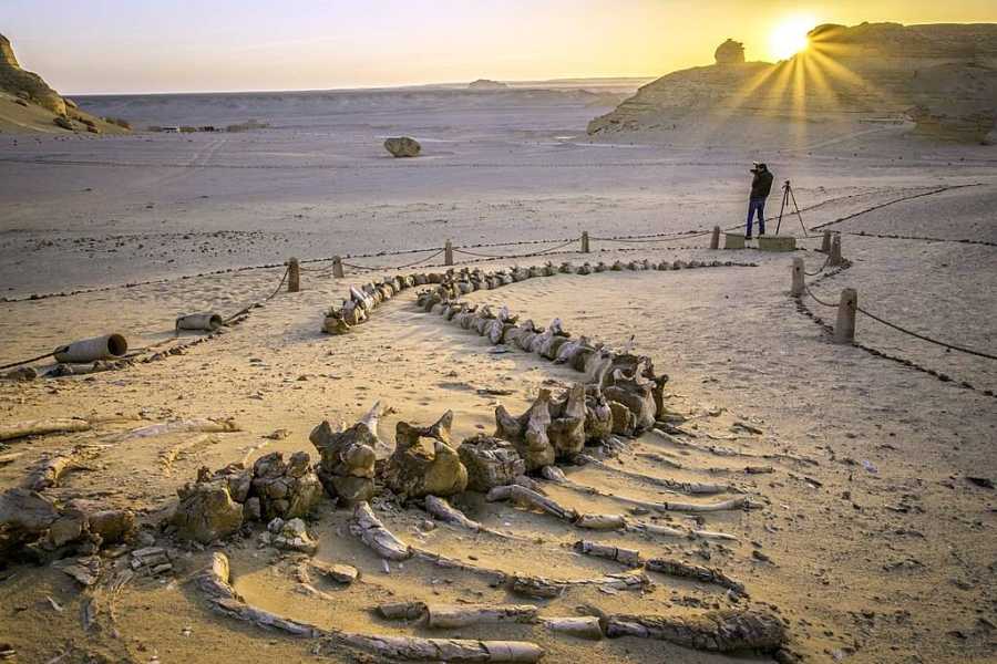 Egypt Tour packages 2 Day Camping trip in Fayoum from Alexanderia