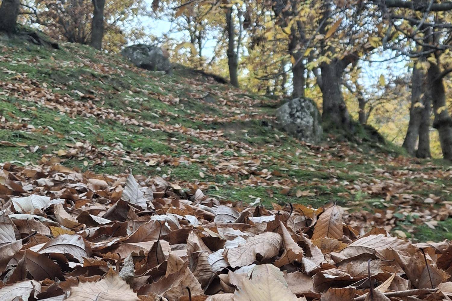 Abenteuer in den Kastanienwäldern von Castel Del Rio – Foliage Tour Kids