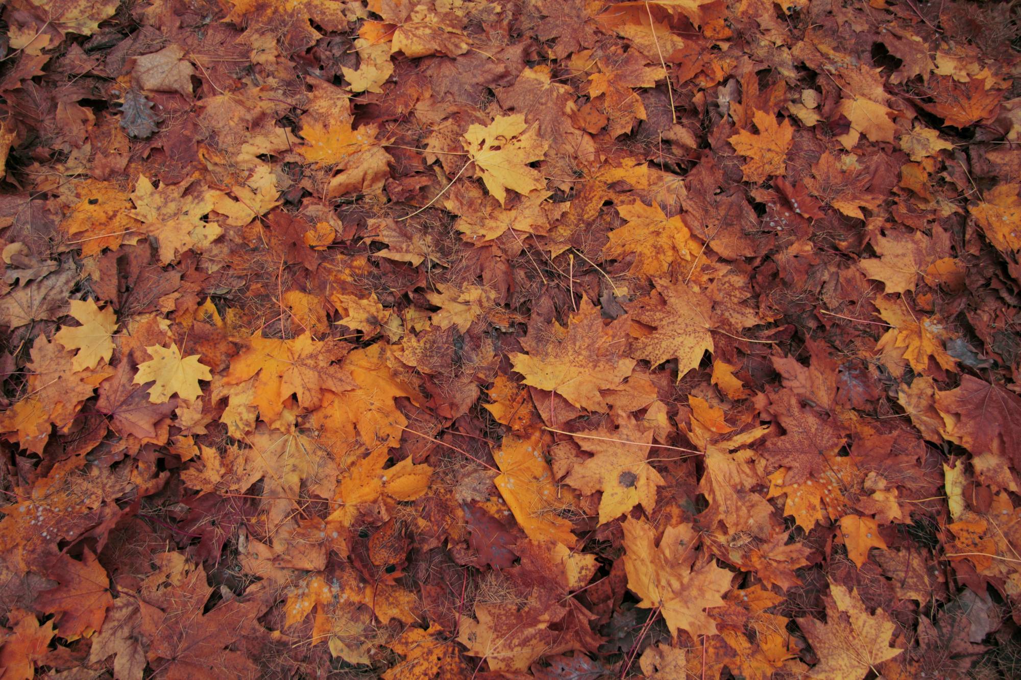 Im Zauberwald der Oasi La Bora – Foliage Tour Kids