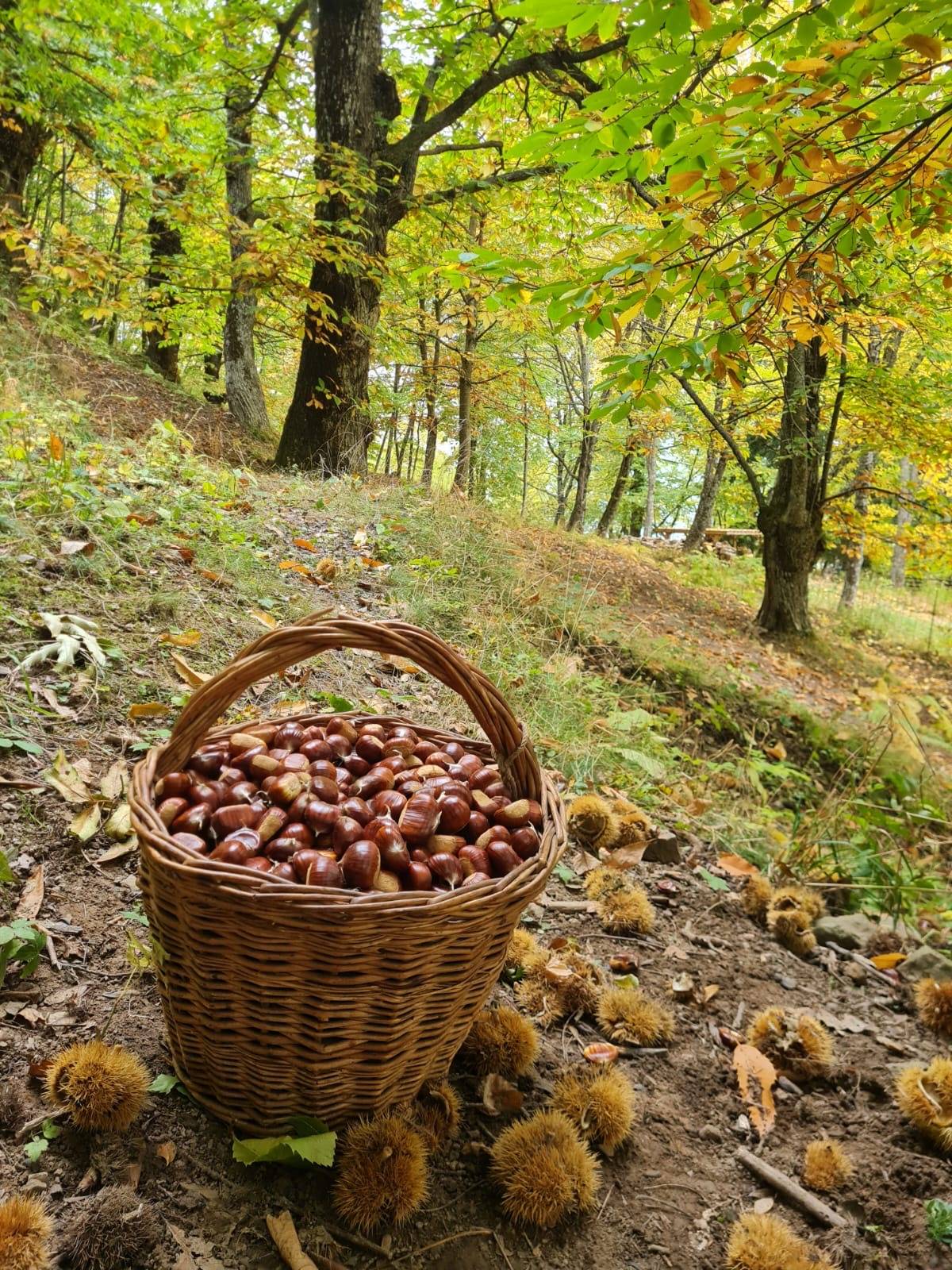 Raccolta castagne in Appennino: dalla raccolta alla farina