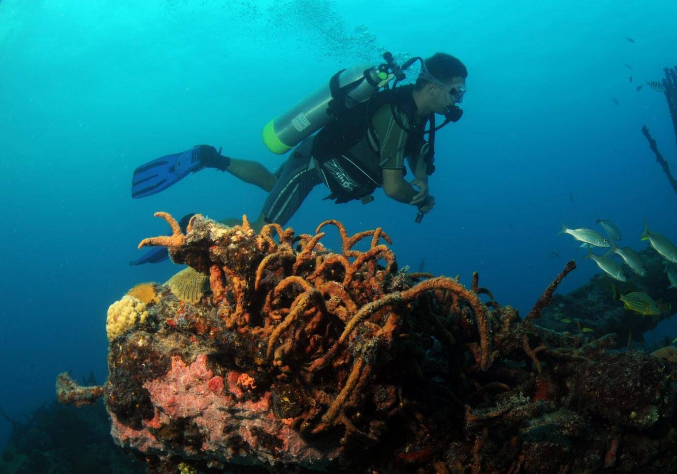 Scuba Single Dive (1 dive) Aqua Mania Adventures