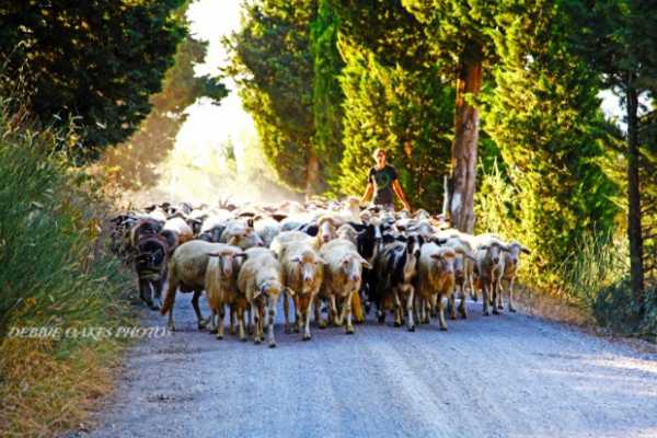Hd 'Wine and Cheese Tour'.On Tuscan back roads