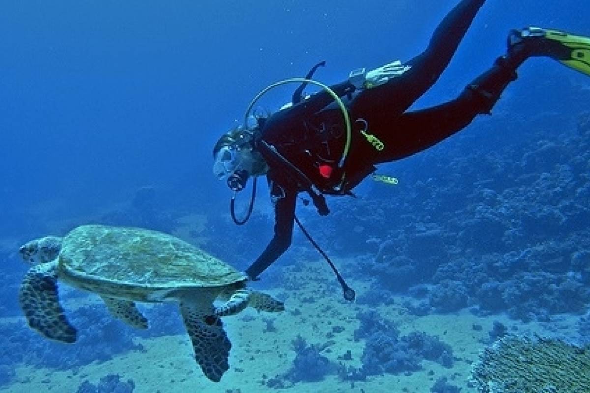 Introductory diving in Sharm El Sheikh Book Egypt cheap Tours