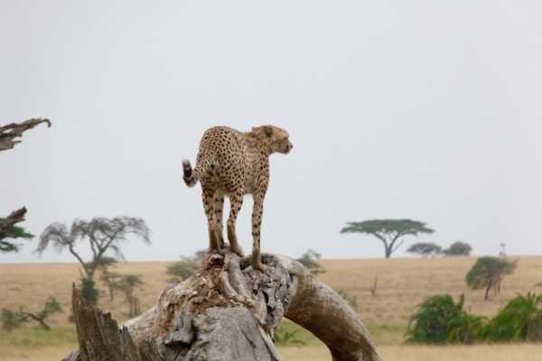 The Big 5 Safari