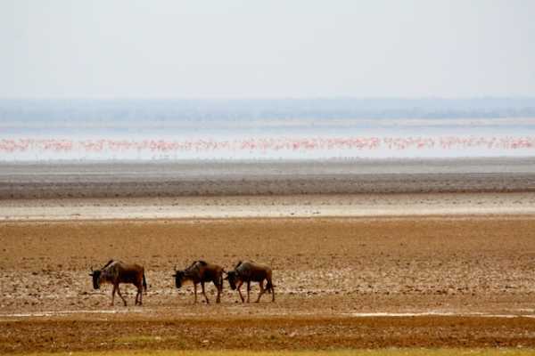 The Wildlife Journey Safari