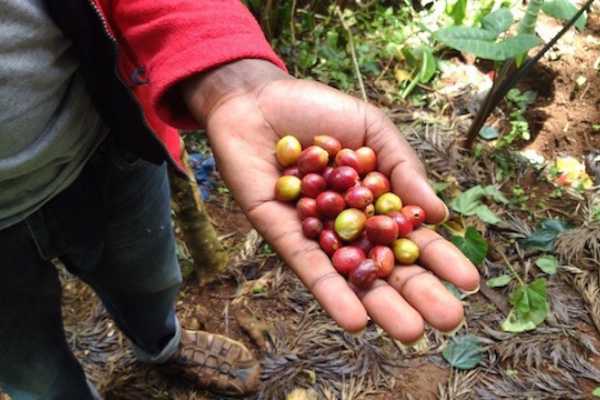 Materuni Waterfalls & Coffee Tour