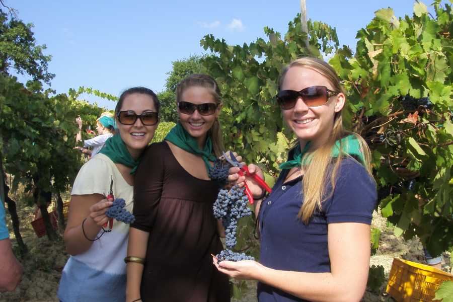 Tuscany on a Budget tours HARVEST TOUR