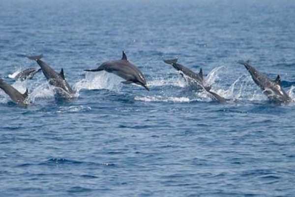 Whale and Dolphin Watching