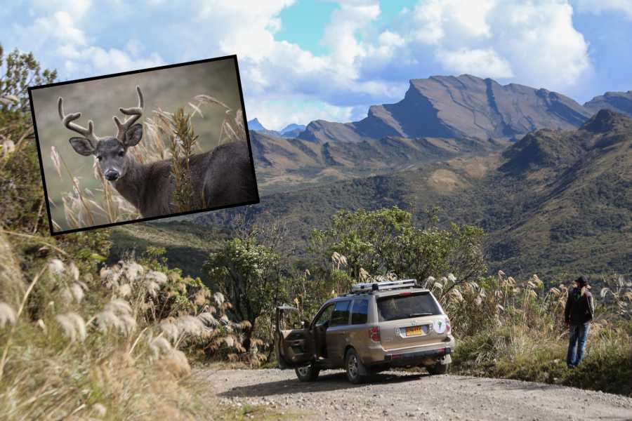 Andes Ecotours Chingaza Wildlife P&aacute;ramo Adventure