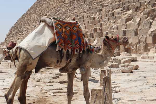 From Hurghada to Cairo Overnight trip by bus