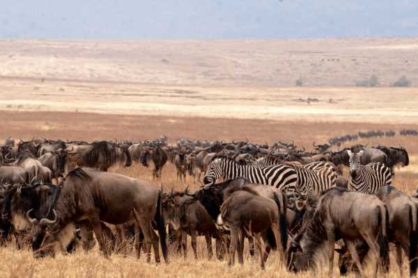 The Perfect First Safari