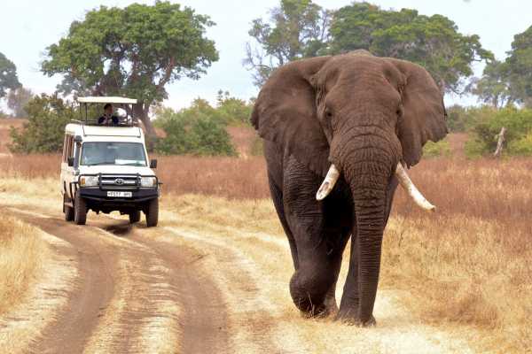 The Big Safari Adventure