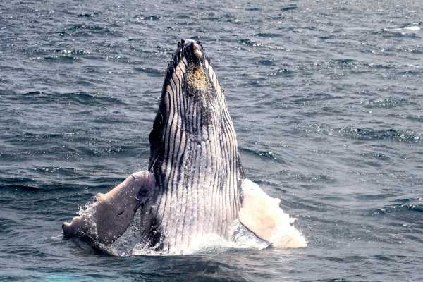 Isla de la Plata Full-Day Tour | Whales, Blue-footed Boobies & Snorkeling