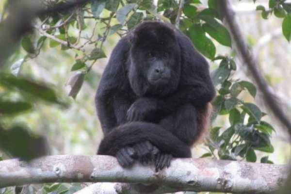 RAINFOREST TOUR | BIRDS | MONKEYS |HORSES AND TREKKING | MACHALILLA PARK