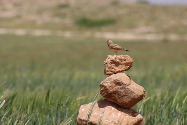 25 August 2017, Friday. Battir Hike & Bird Watching