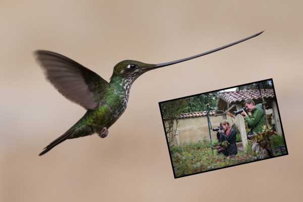 Hummingbird Birdwatching Encounter