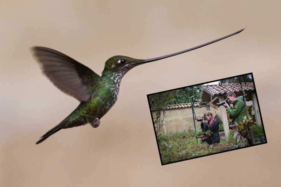 Andes Ecotours Hummingbird Birdwatching Encounter