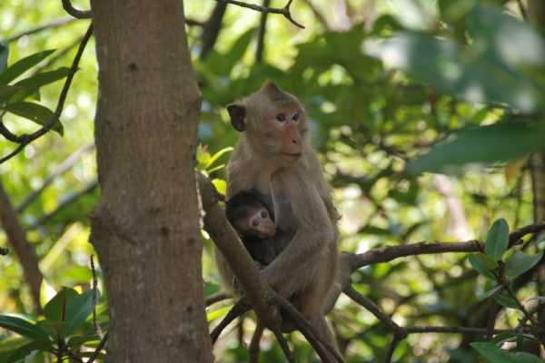 Ho Chi Minh City to Can Gio Mangrove Forest full day tour - Vietnam Travel Agency