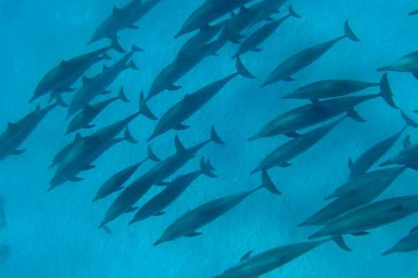 Marsa alam tours Übernachtung mit Schnorchelausflug am Satayh Dolphin Reef von Portghalib