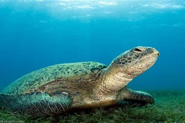 Excursies Egypte Abu Dabab trip tour from  Marsa Alam