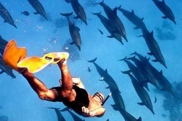 Marsa alam tours Excursion priv&eacute;e en bateau avec tuba &agrave; la maison des dauphins Satayah