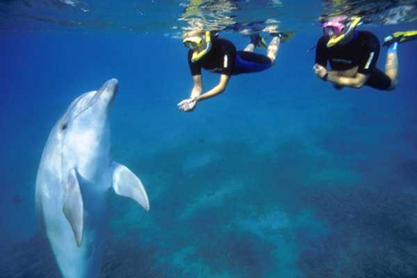 Excursies Egypte Private boat Snorkeling Trip  At Satayh Dolphin Reef from Marsa alam